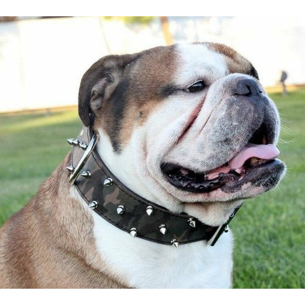 Camo Leather Bulldog Spiked Dog Collar – Rad N Bad Collars