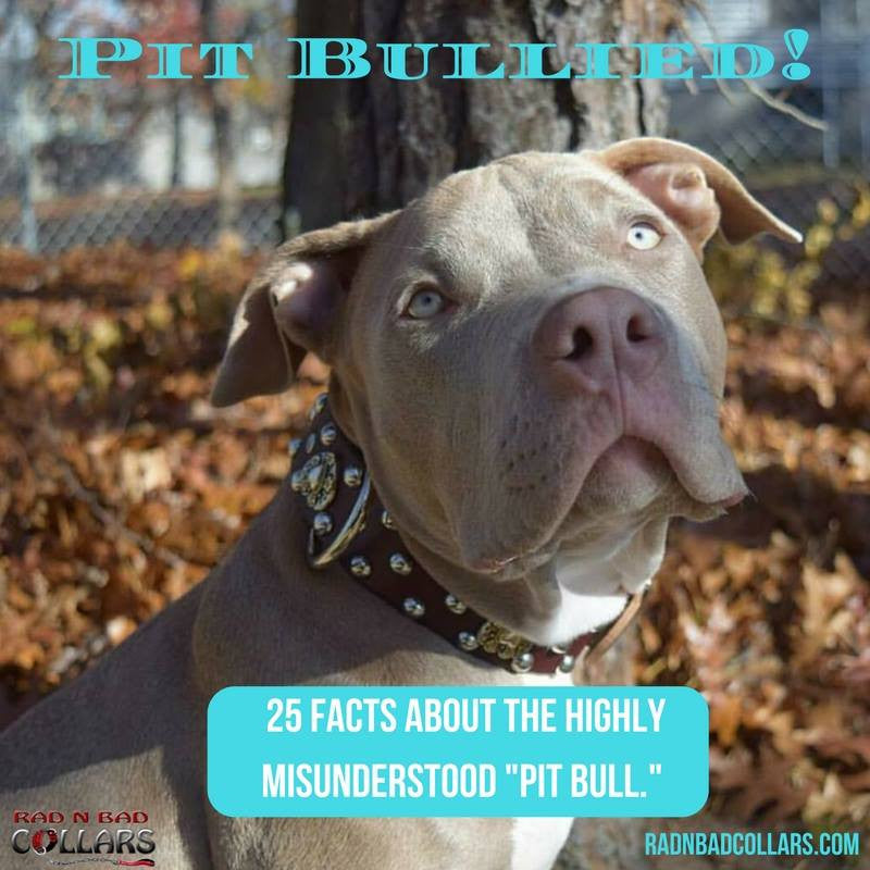 Pit Bullied! 25 Facts About the Highly Misunderstood "Pit Bull"