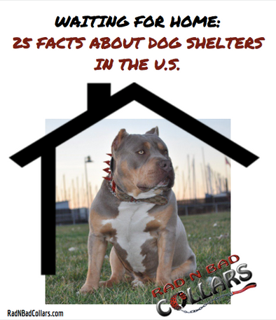 25 Facts About Dog Shelters in the U.S.