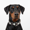 Black Leather Doberman Heart Dog Collar