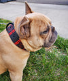 French Bulldog Red And Black Leather Collar