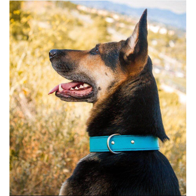 TURQUOISE LEATHER DOG COLLAR