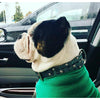bulldog studded leather dog collar - bully leather dog collar