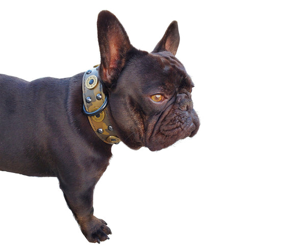 French Bulldog Leather Shotgun Shell Collar