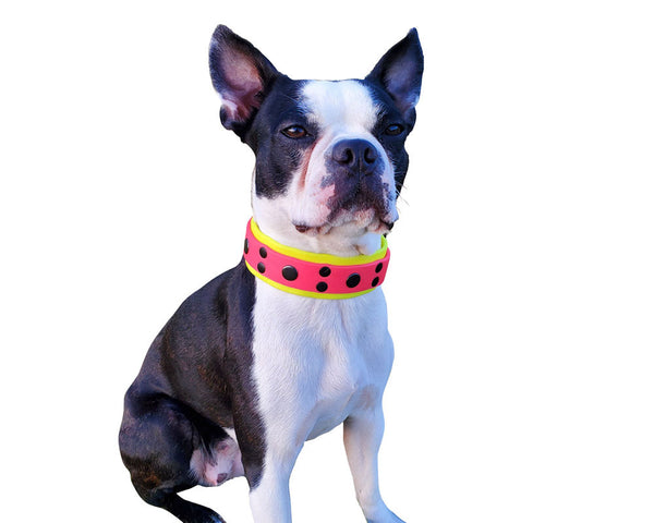1.5" wide made with a base layer of tennis yellow topped with hot pink. Collar is embellished with flat gun metal rivets.