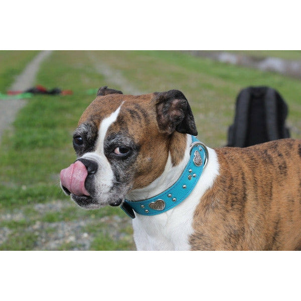 heart turquoise leather dog collar