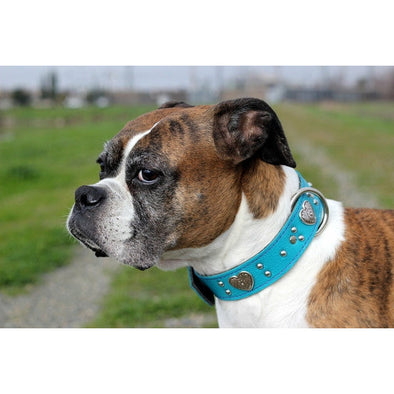 Turquoise Italian Leather Heart Dog Collar