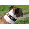 BROWN LEATHER DOG COLLAR - HEART CONCHO LEATHER COLLAR
