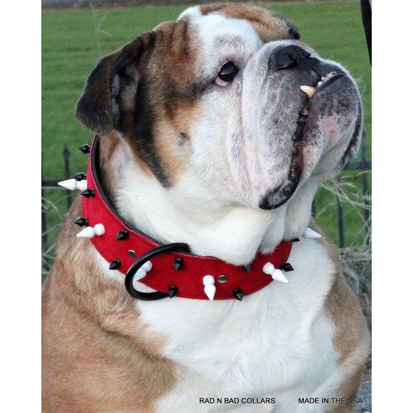 bulldog red spiked collar