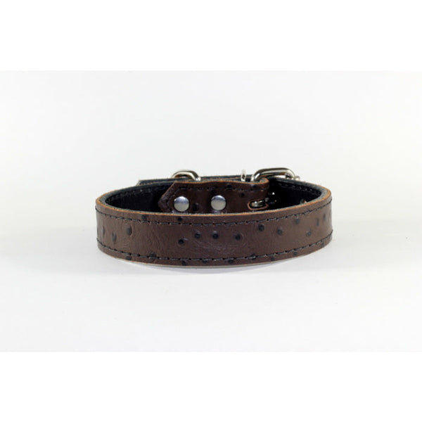 brown dog collar ostrich