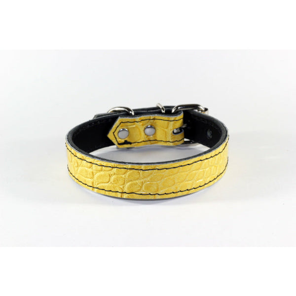 yellow dog collar