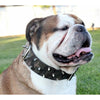CAMO LEATHER DOG COLLAR - bulldog leather collar - bulldog camo dog collar - doberman camo spiked dog collar