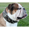 bulldog spiked leather collar