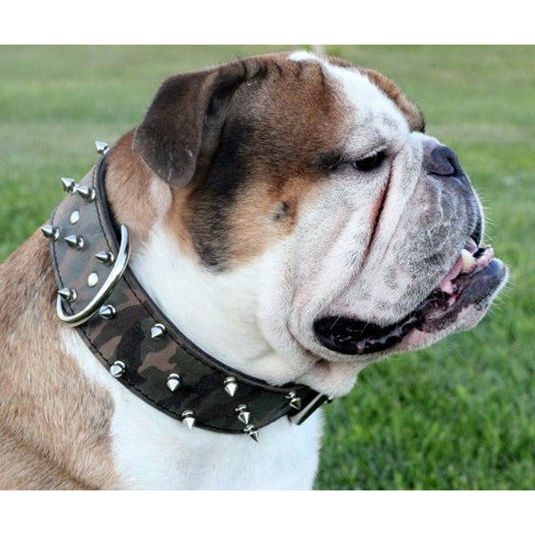 Collar bulldog cheap