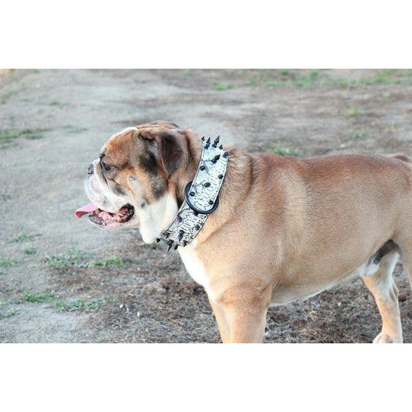bully leather spiked dog collar - English bulldog spiked leather dog collar