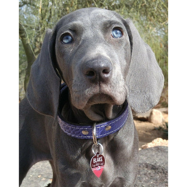 PURPLE GATOR EMBOSSED LEATHER PUPPY COLLAR-Rad N Bad Collars