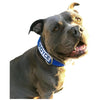 blue suede personalized dog collar