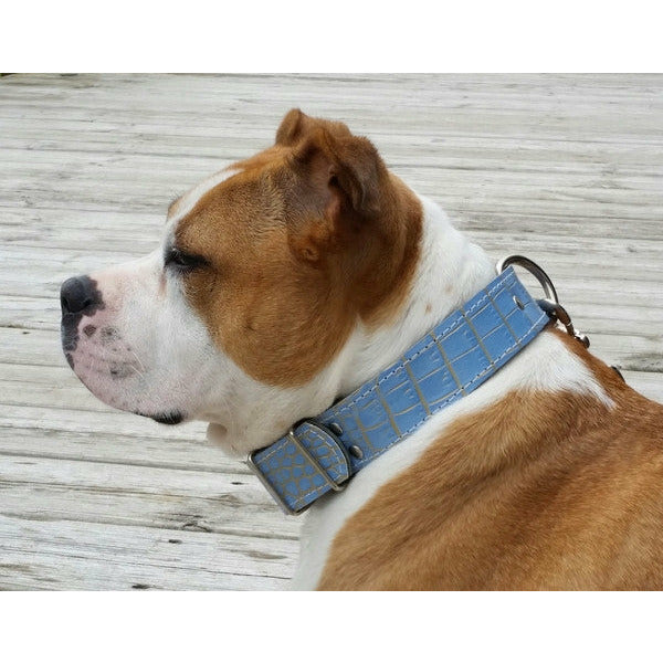 baby blue leather dog collar