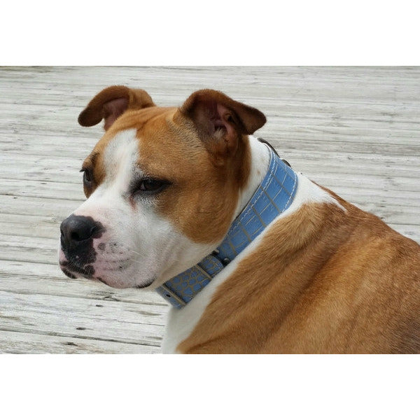 BLUE AND GOLD EMBOSSED LEATHER DOG COLLAR