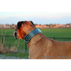 TURQUOISE CROC EMBOSSED LEATHER DOG COLLAR-Rad N Bad Collars